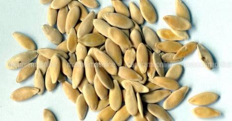 golden-melon-cucumber-seeds-vellari