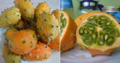 kiwano-jelly-melon-african-horned-cucumber