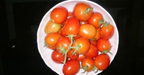 tomato5