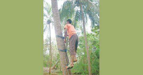 Coconut_tree_climbing3