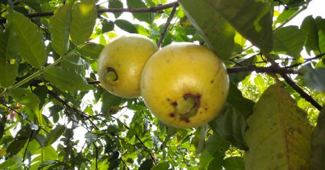 brazil-guava