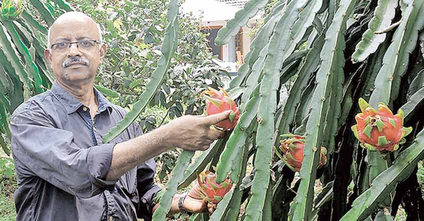 dragon-fruit dragon-fruit