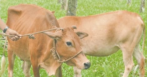cheruvalli-cow