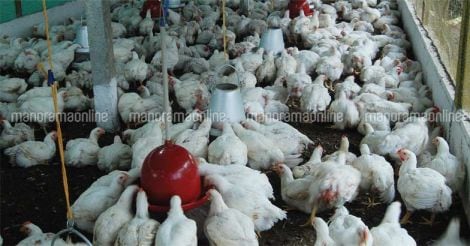 hen-poultry-farm