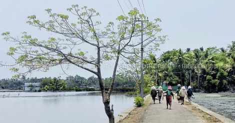 prawn-farming-in-edavanakkad prawn-farming-in-edavanakkad