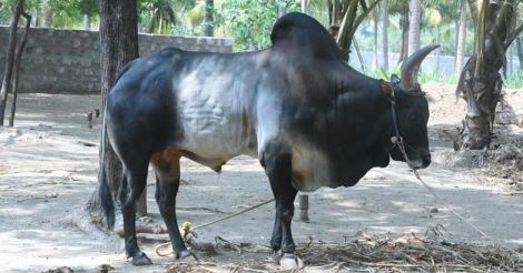 kangayam-cattle-jallikattu-bull