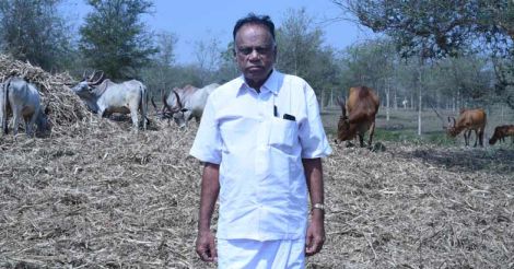 swaminathan-kangayam-cattle-jallikattu
