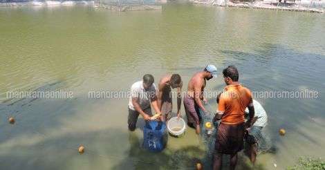 shajis-fish-farm