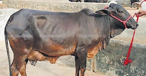cow-5 cow-5