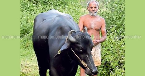damodaran-with-kuttanadan-she-buffalo