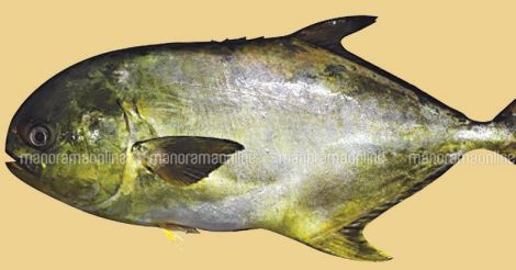 avoli-vatta-fish