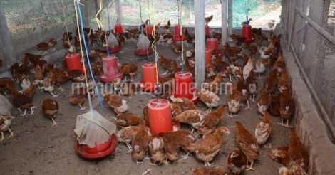 hen-poultry-farm