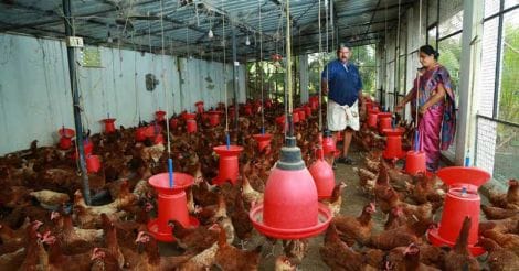 elsa-ghosh-in-poultry-farm
