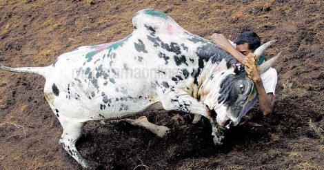 India Bull Taming