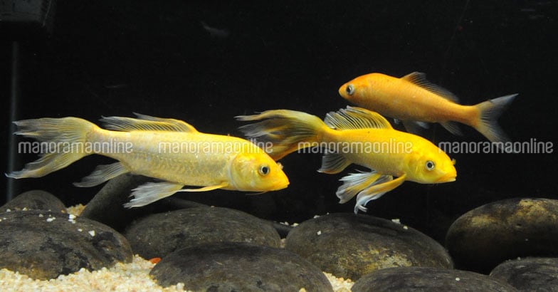 aquarium-fish aquarium-fish