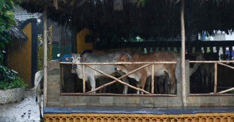 cow-stable-in-rain