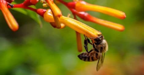 honey-bee-in-flower