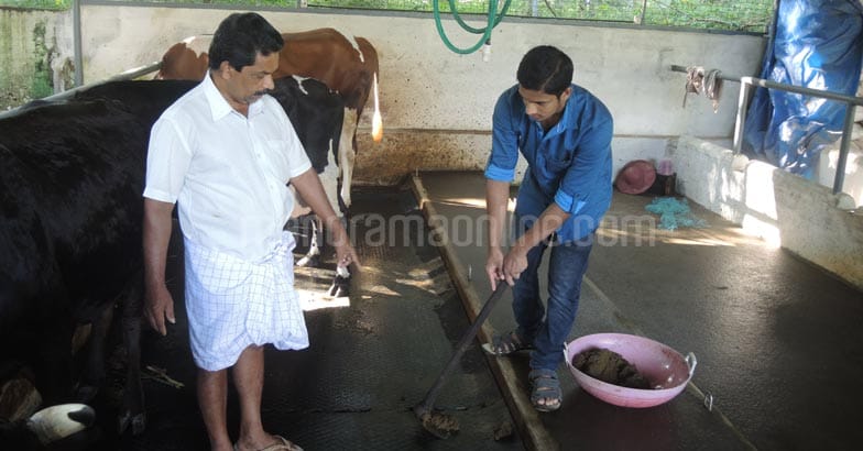 thankachan-josemon-in-dairy-farm thankachan-josemon-in-dairy-farm