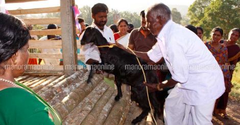 adivasi-mooppan-with-goat
