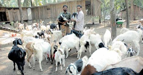 goat-farm