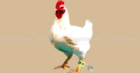 chicken-hen-qr-code