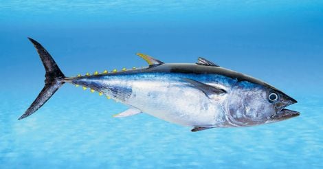bluefin-tuna-2