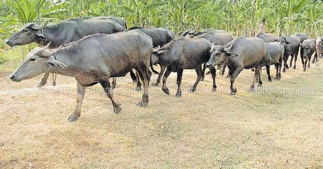 buffalo-cattle