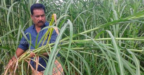 jayachandran-nair-grass-farmer