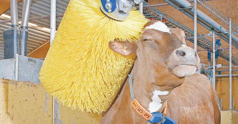 cow-brush cow-brush