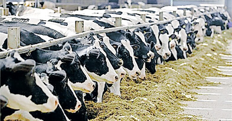 dairy-farm dairy-farm