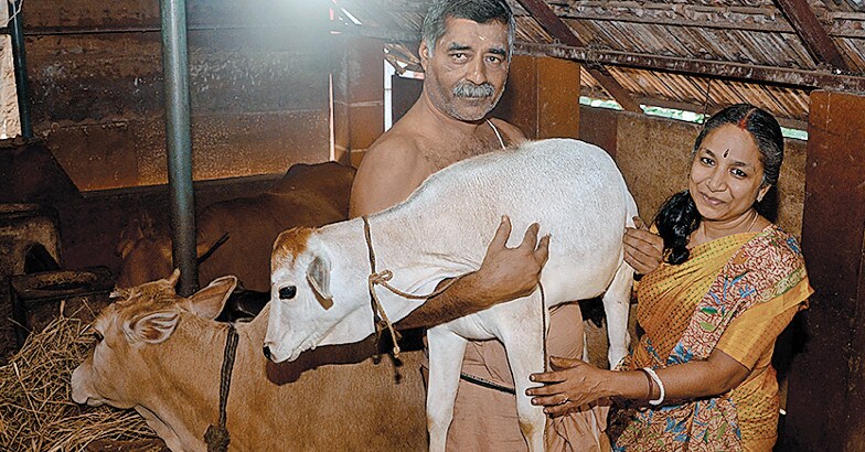 cow-01 cow-01