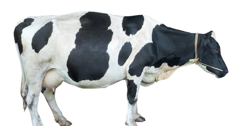 cattle cattle