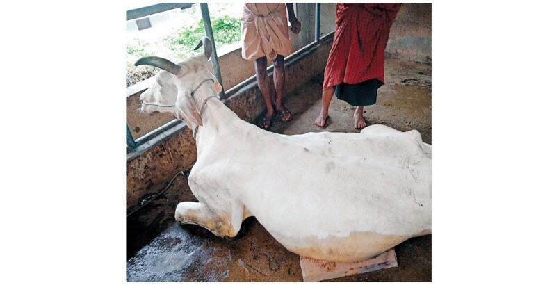 cow cow