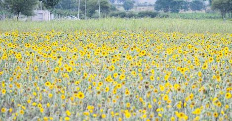 sunflower-fields-at-gundlupet