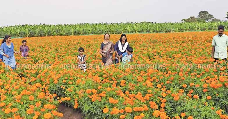 flowers-bloom-at-gundlupet flowers-bloom-at-gundlupet