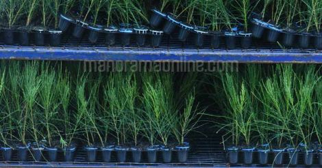 kattadi-australian-pine-seedlings