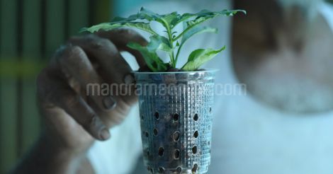 tissue-culture-kanakambaram-seedling