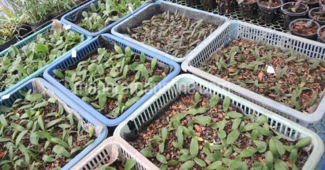 orchid-seedlings-tissue-culture