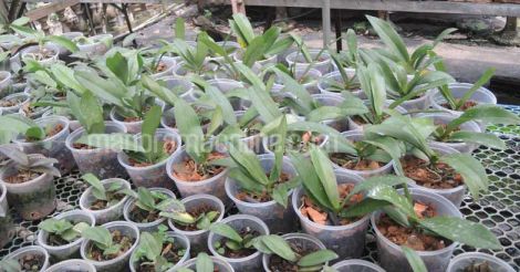 orchid-seedlings