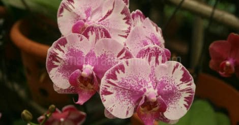 flower-orchid