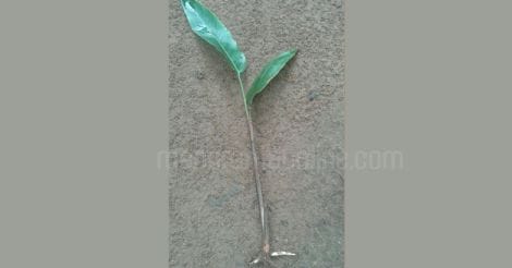 heliconia-seedling