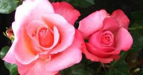 rose-flower