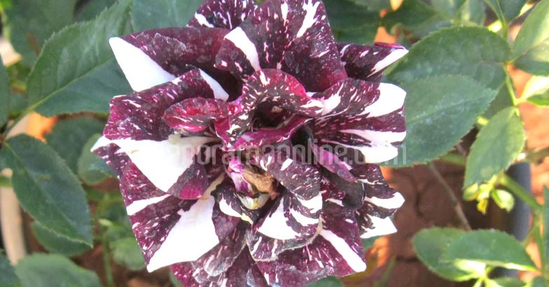 pune-flower-nursery-mosaic-rose-flower pune-flower-nursery-mosaic-rose-flower
