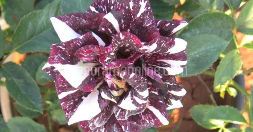 pune-flower-nursery-mosaic-rose-flower