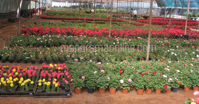 pune-flower-nursery4 pune-flower-nursery4