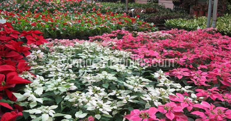 pune-flower-nursery5 pune-flower-nursery5