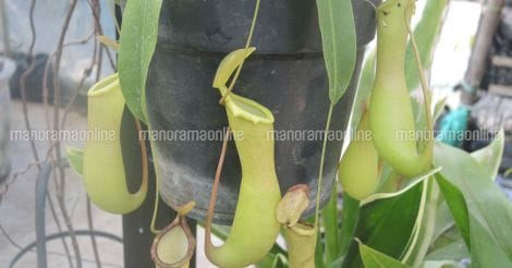 nepenthes-pitcher-plant1