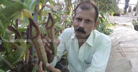 wilson-with-nepenthes-pitcher-plant
