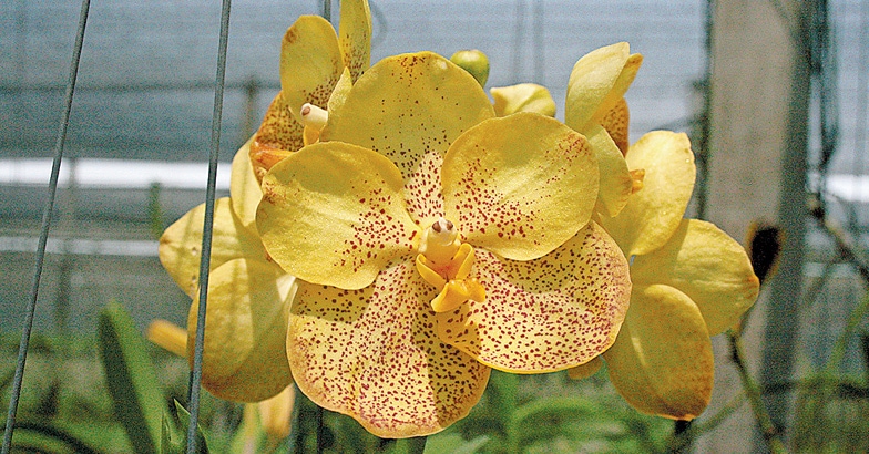 orchids-02 orchids-02