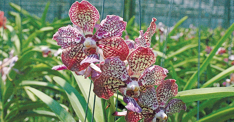 orchids-03 orchids-03
